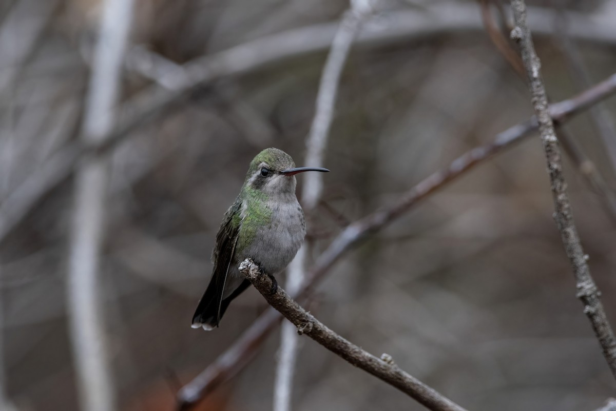 Broad-billed Hummingbird - ML511960531