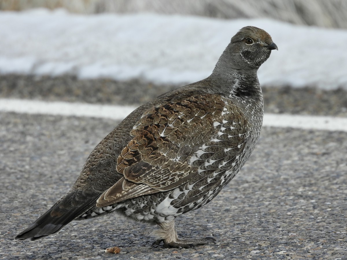 Dusky Grouse - Jeffrey Olsson