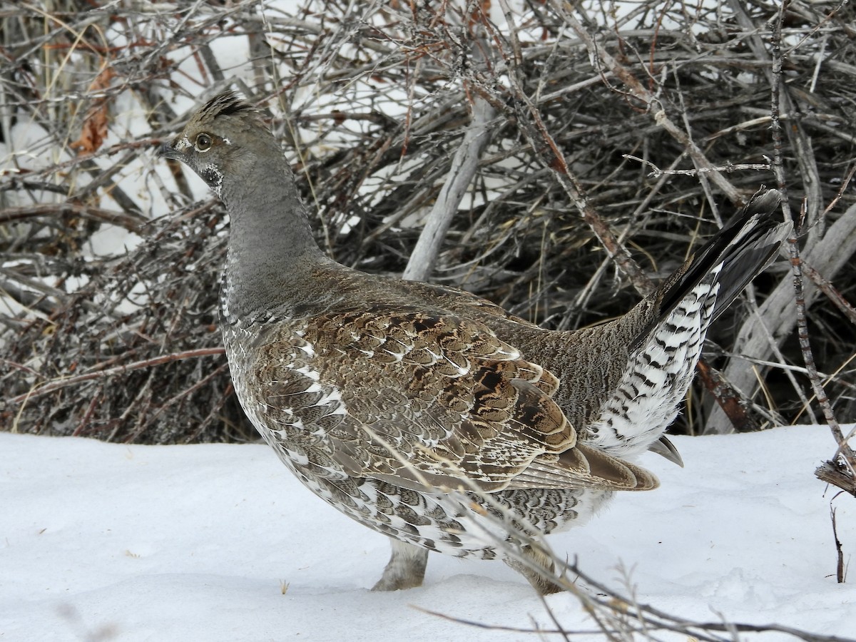 Dusky Grouse - ML511960801