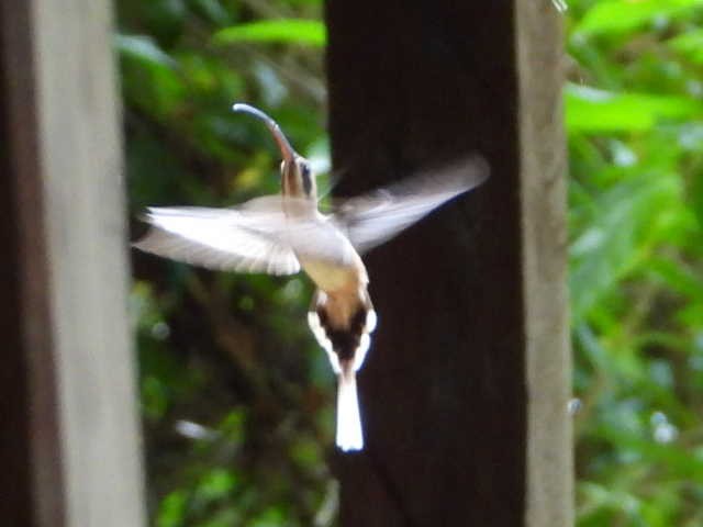 Long-billed Hermit - ML511960951