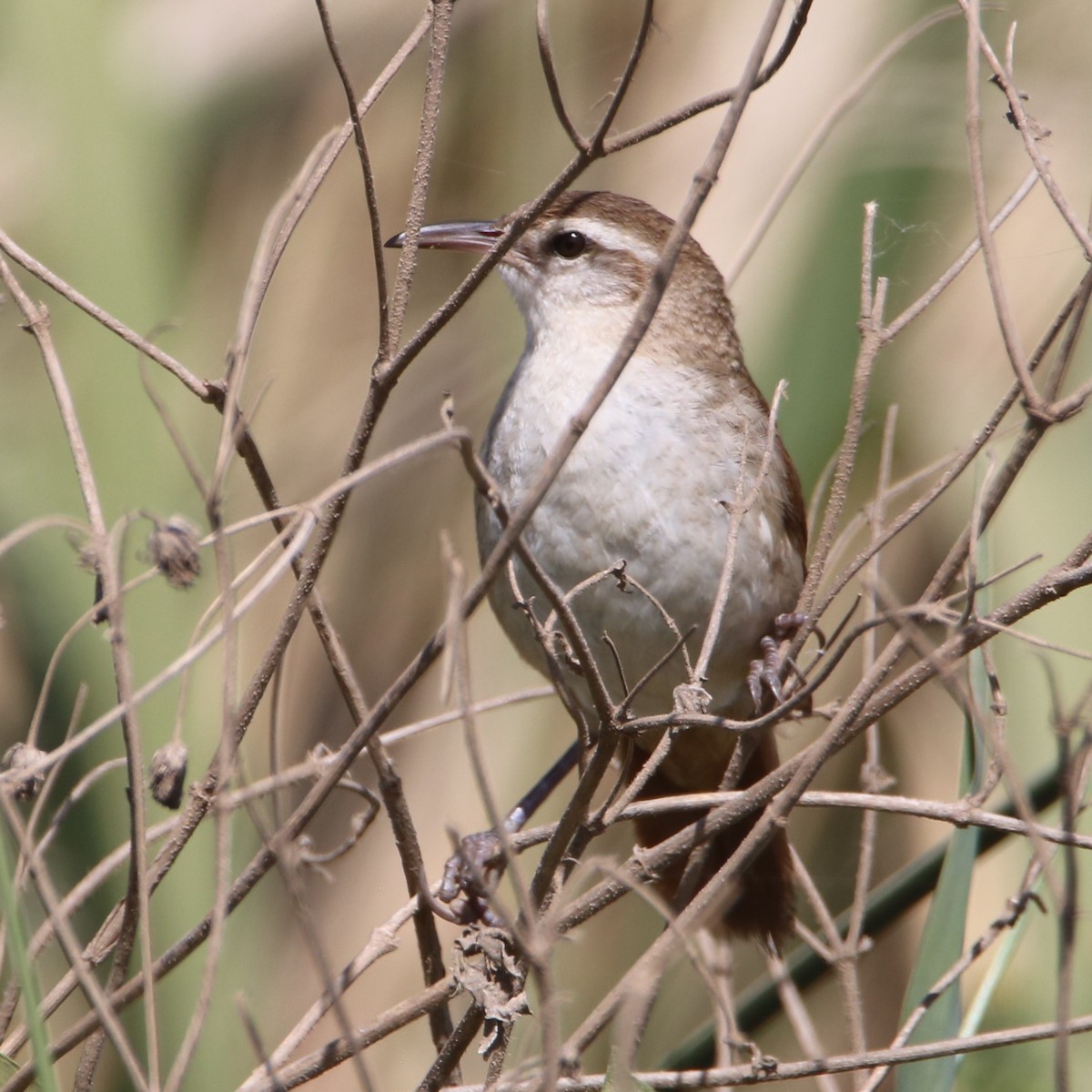 Curve-billed Reedhaunter - ML511962071