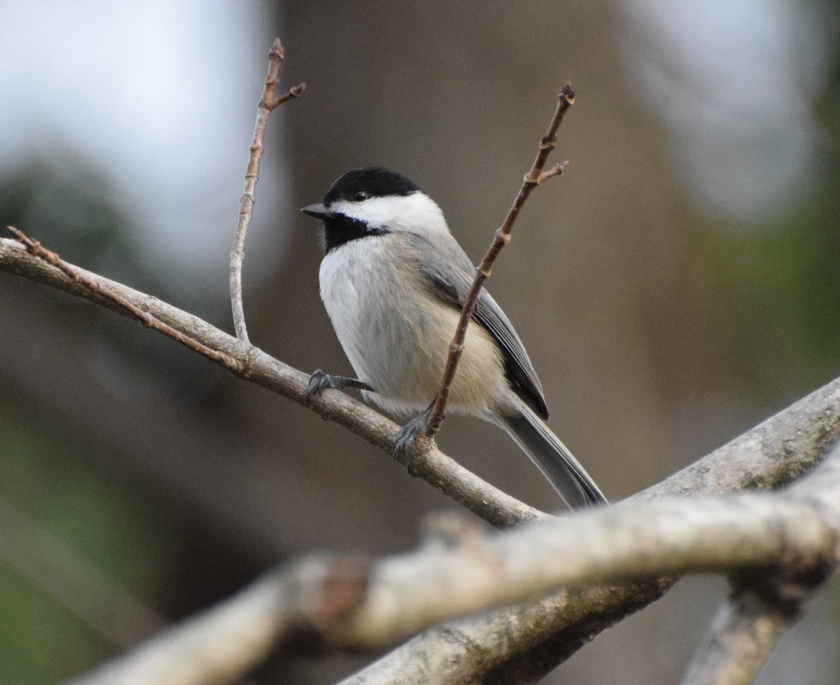 Carolina Chickadee - ML511963231
