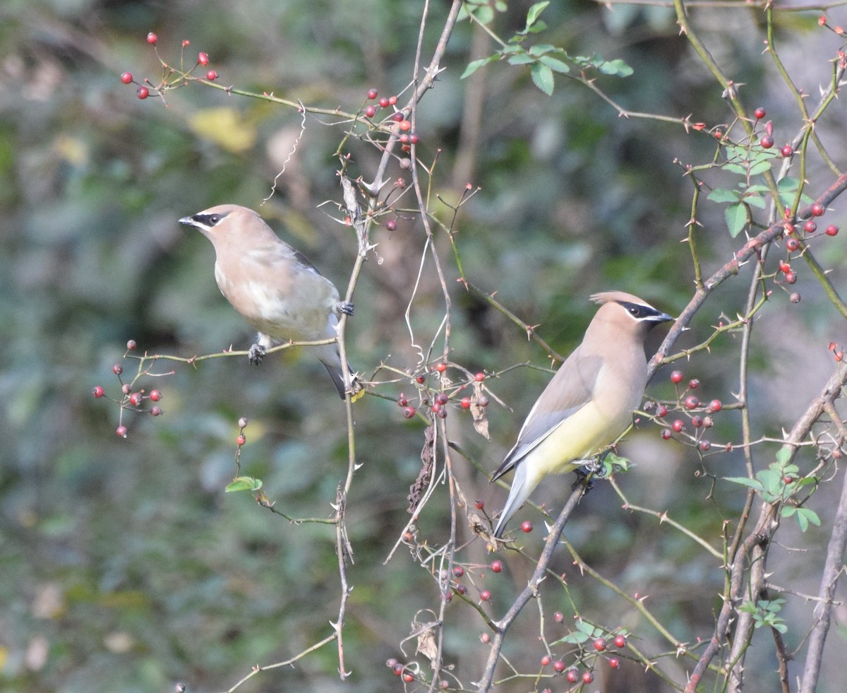 Cedar Waxwing - ML511963311