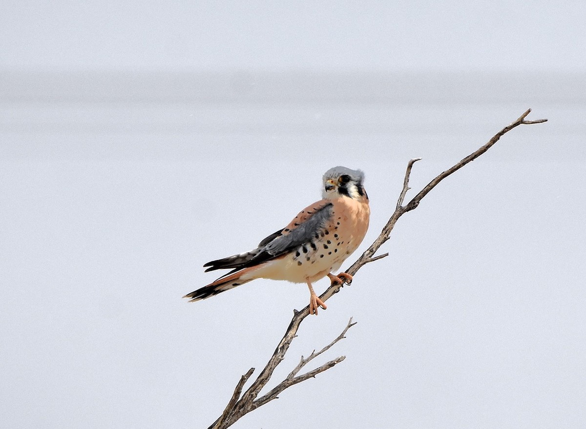 American Kestrel (Northern) - Carol Riddell