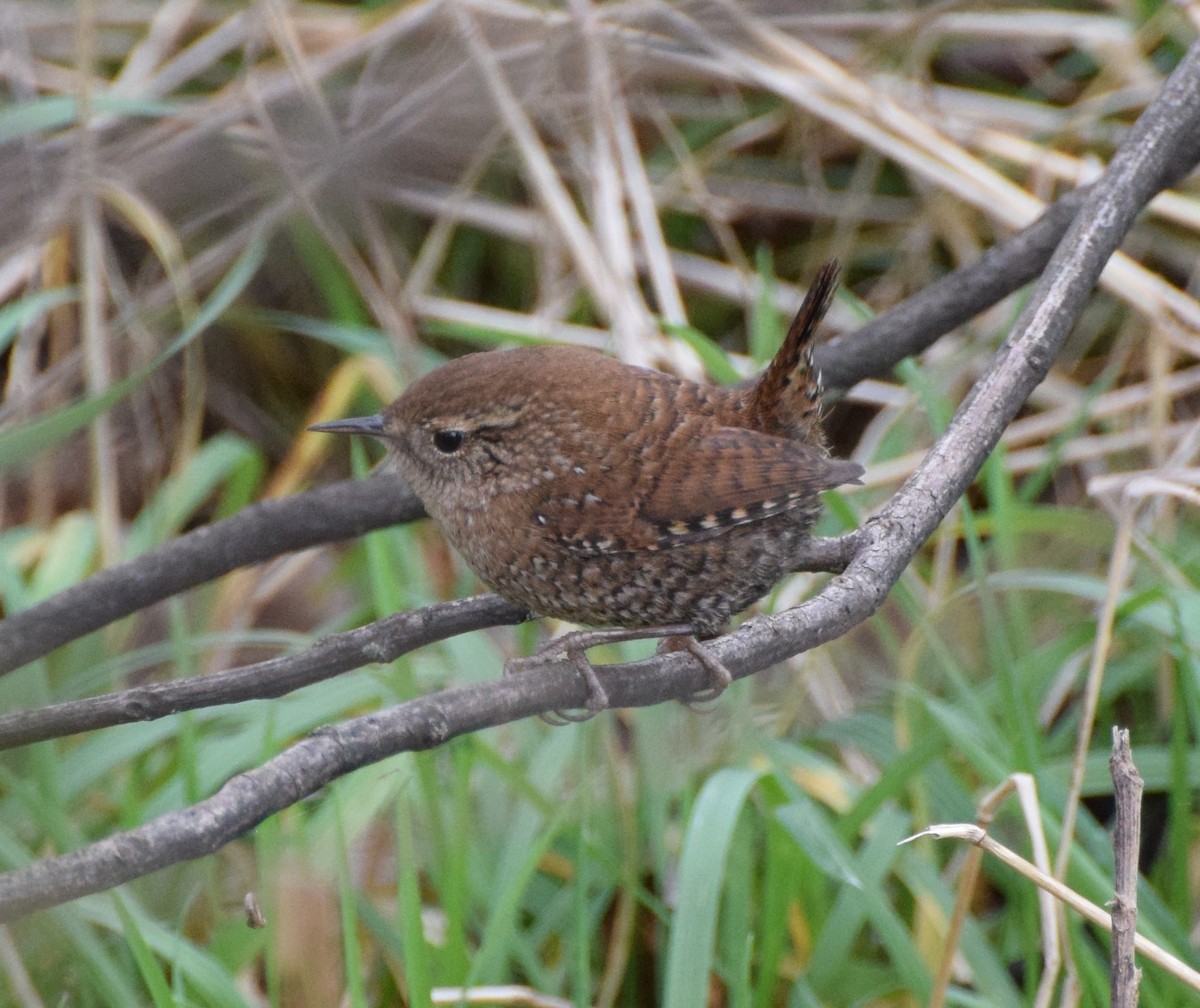 Winter Wren - ML511964281