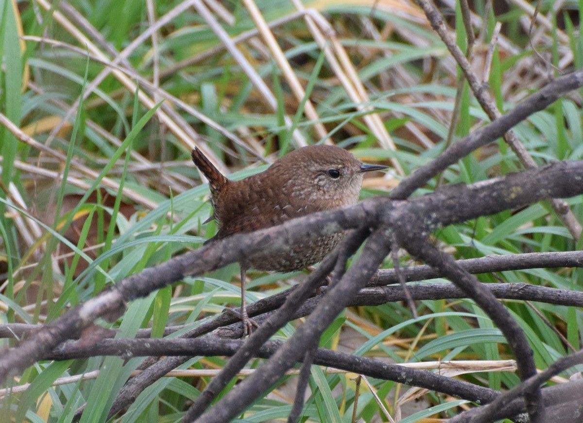 Winter Wren - ML511964291