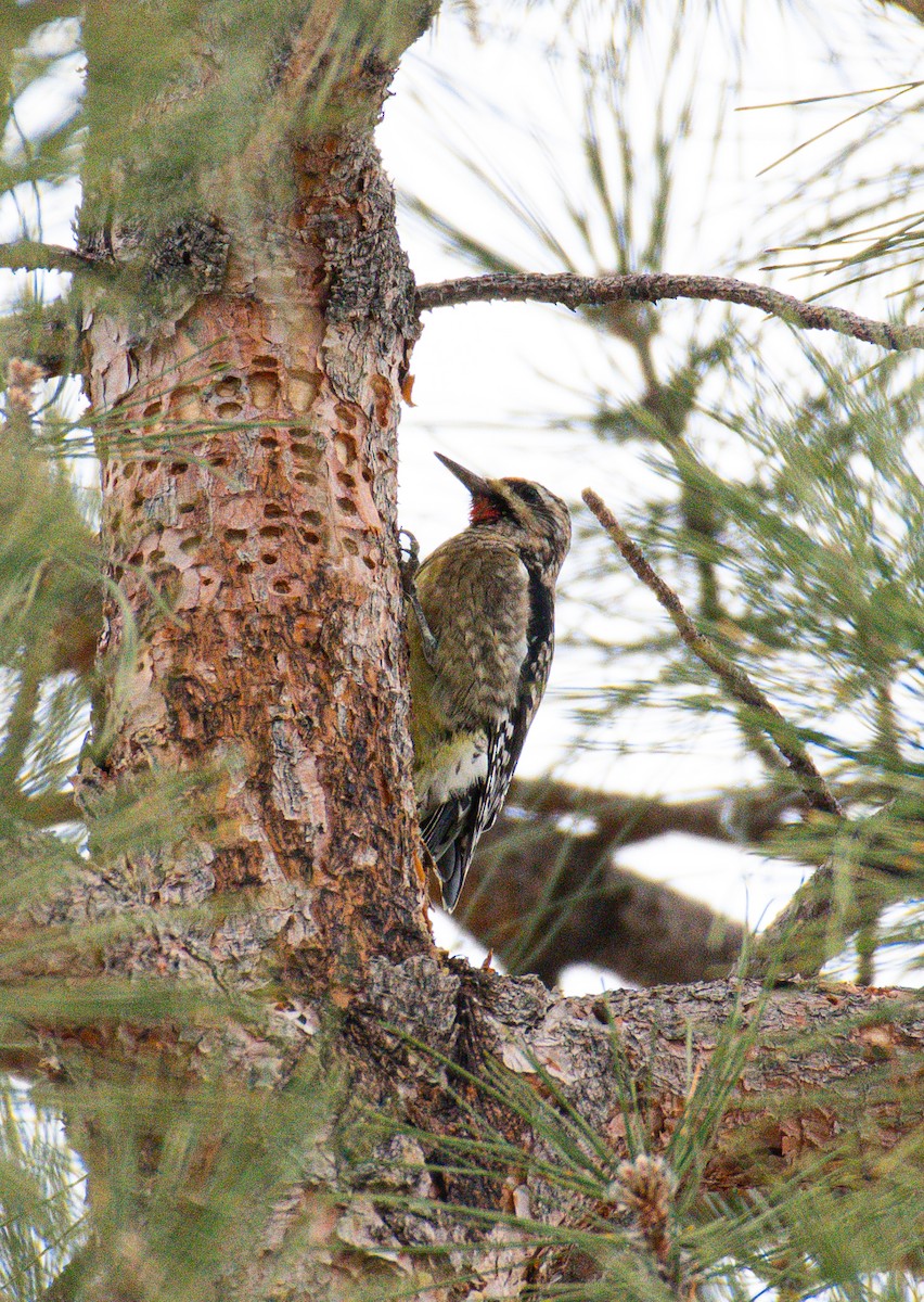 Yellow-bellied Sapsucker - Esther Sumner