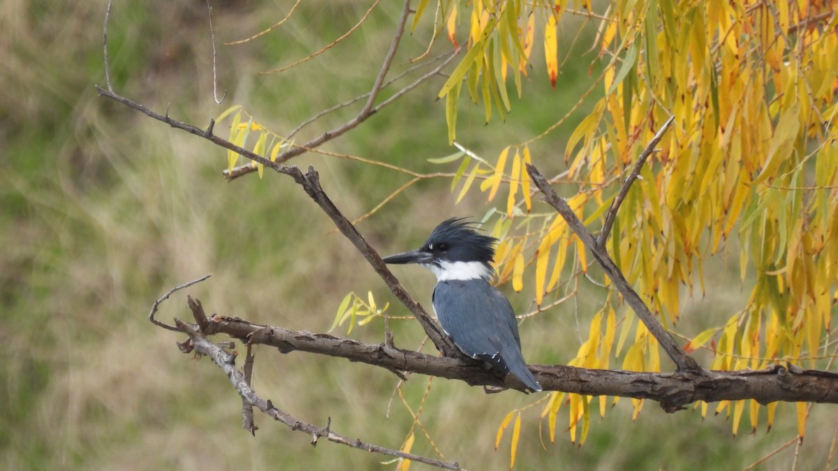 Belted Kingfisher - Karen Evans