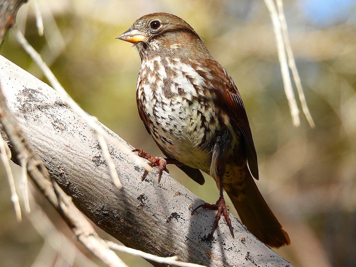 Fox Sparrow - Nick & Jane