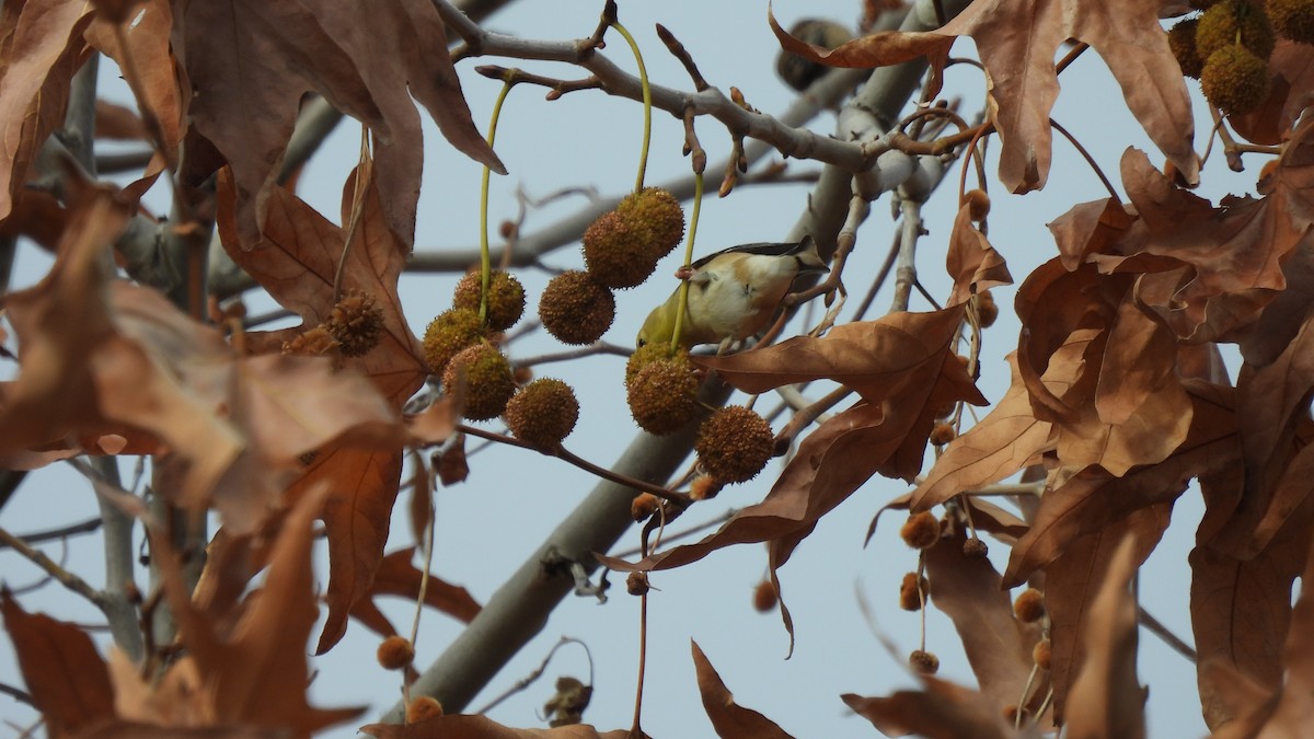 American Goldfinch - Karen Evans