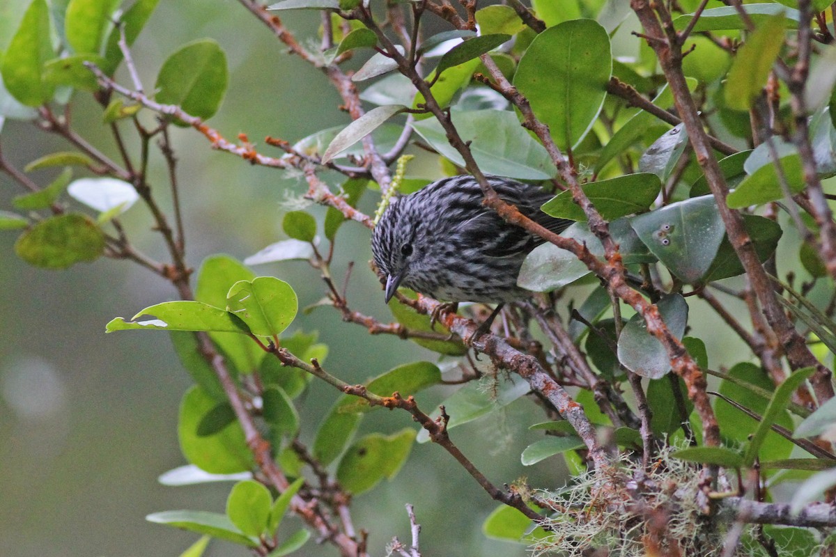 Arrowhead Warbler - ML51196631