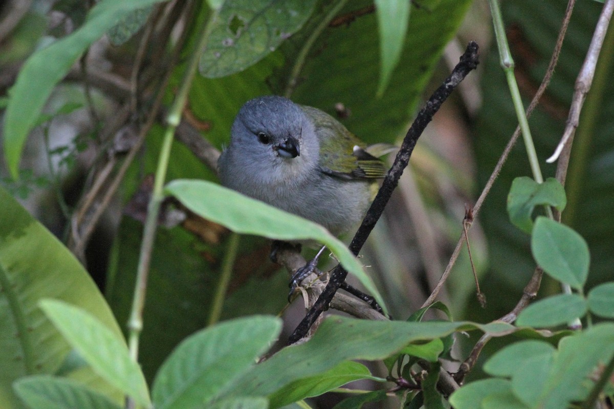 Jamaican Euphonia - Michael McCloy