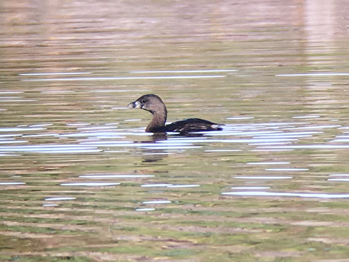 Pied-billed Grebe - ML51196781