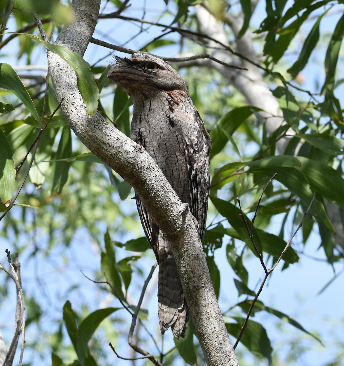 Tawny Frogmouth - ML511968241