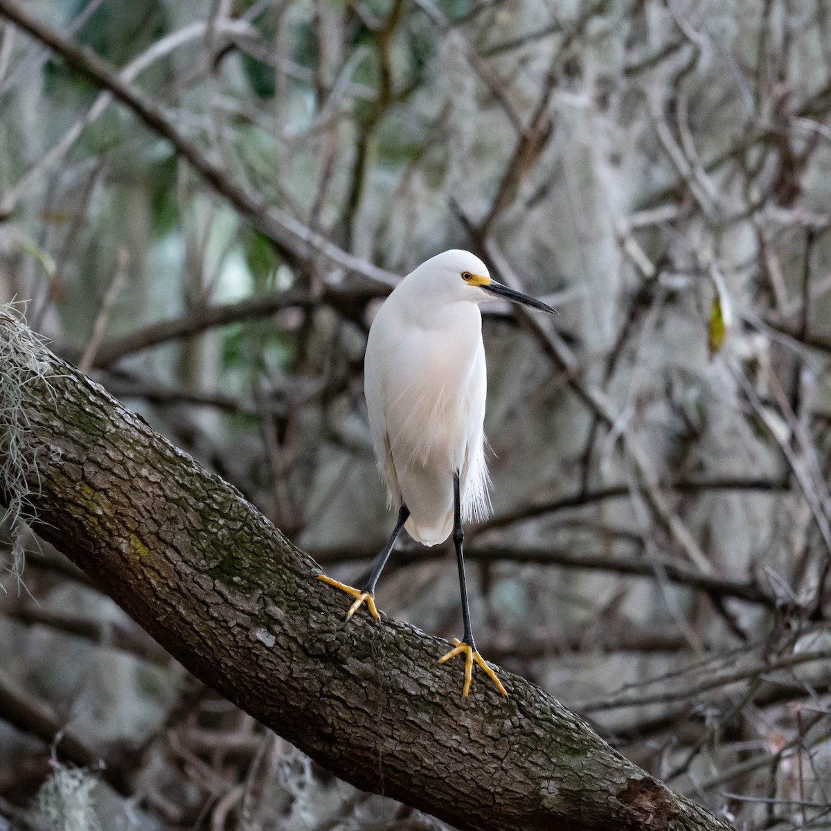 Snowy Egret - Dazhi Wang