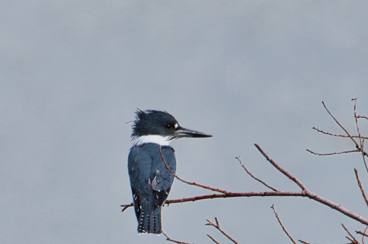 Belted Kingfisher - Donald Fullmer