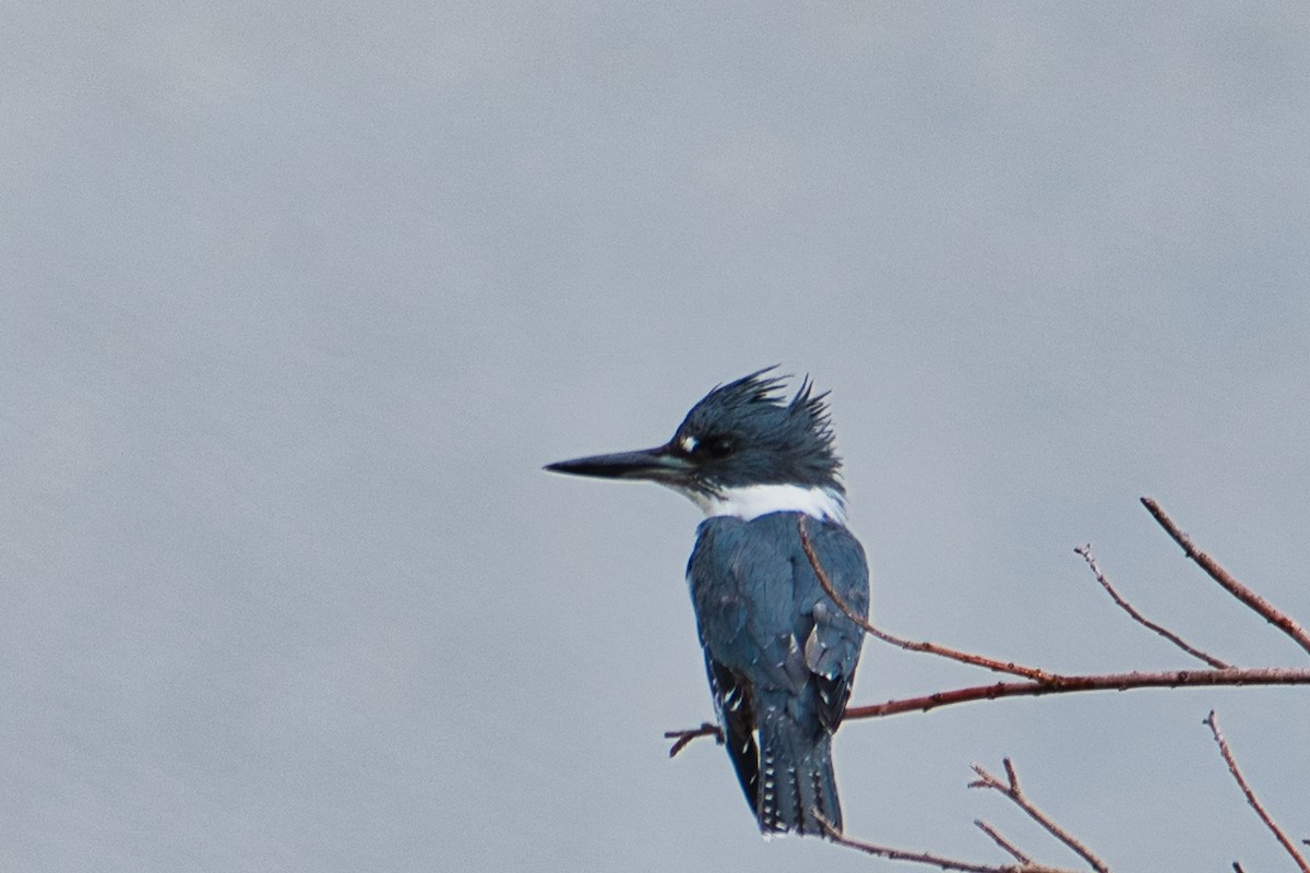 Belted Kingfisher - ML511970711