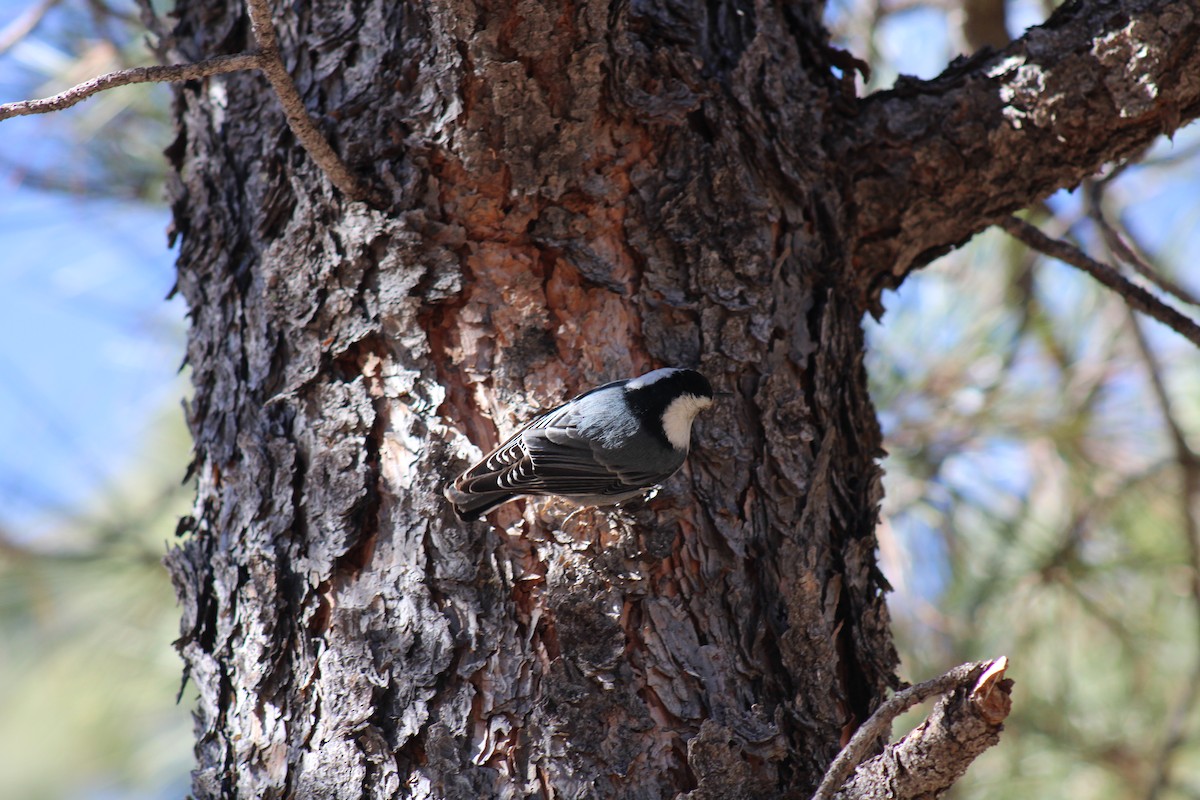 White-breasted Nuthatch (Interior West) - ML511971041