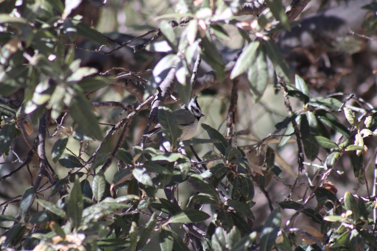 Bridled Titmouse - ML511971191