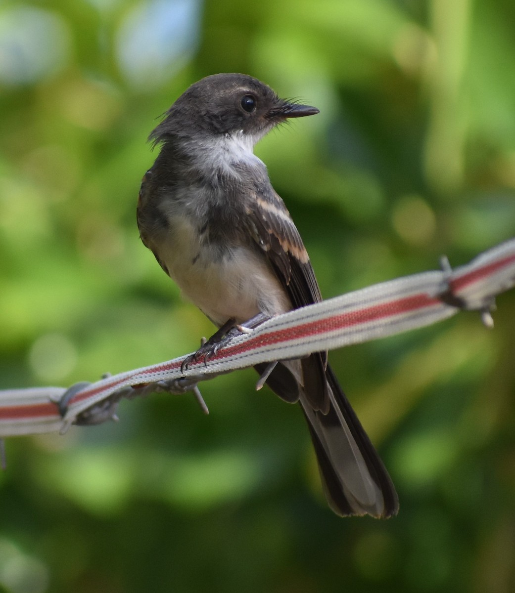 Northern Fantail - Peter Brown