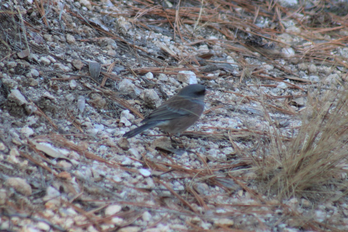 Junco Ojioscuro (mearnsi) - ML511971831