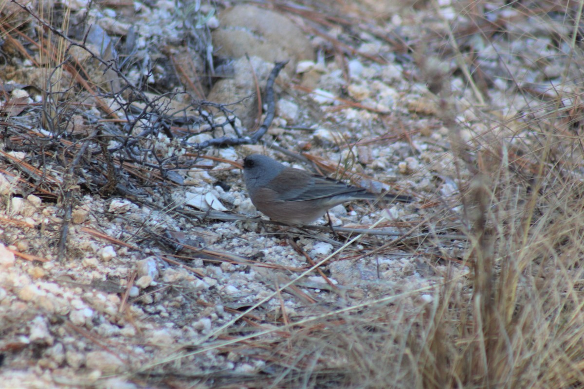 Junco Ojioscuro (mearnsi) - ML511971841