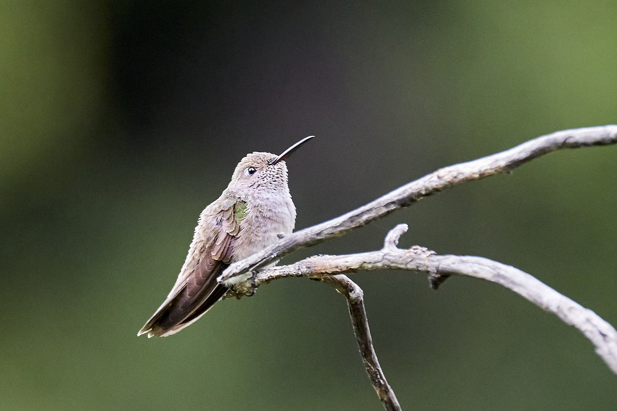 Spot-throated Hummingbird - ML511972291