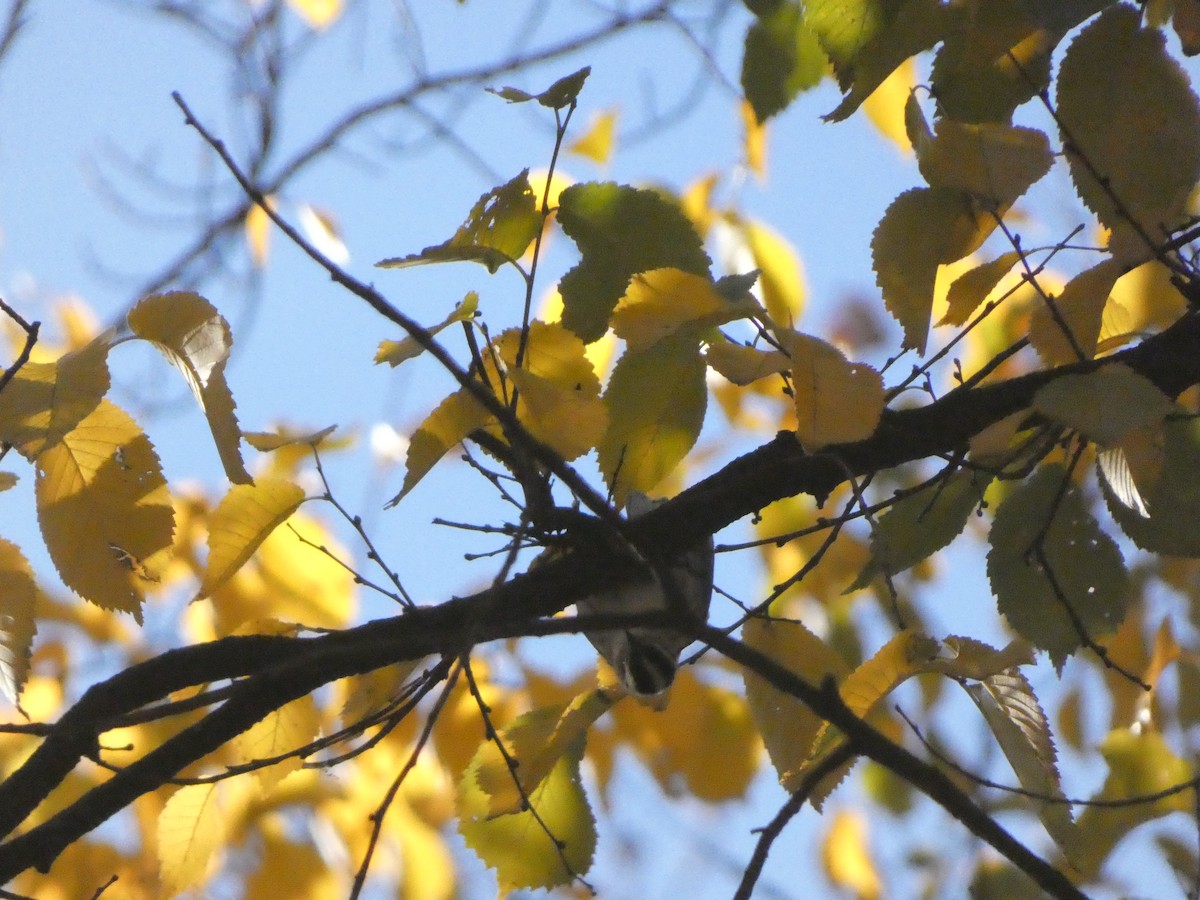 Black-and-white Warbler - Augie Kramer