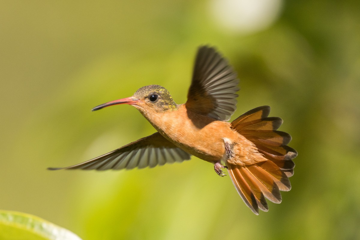 Cinnamon Hummingbird - ML511975911