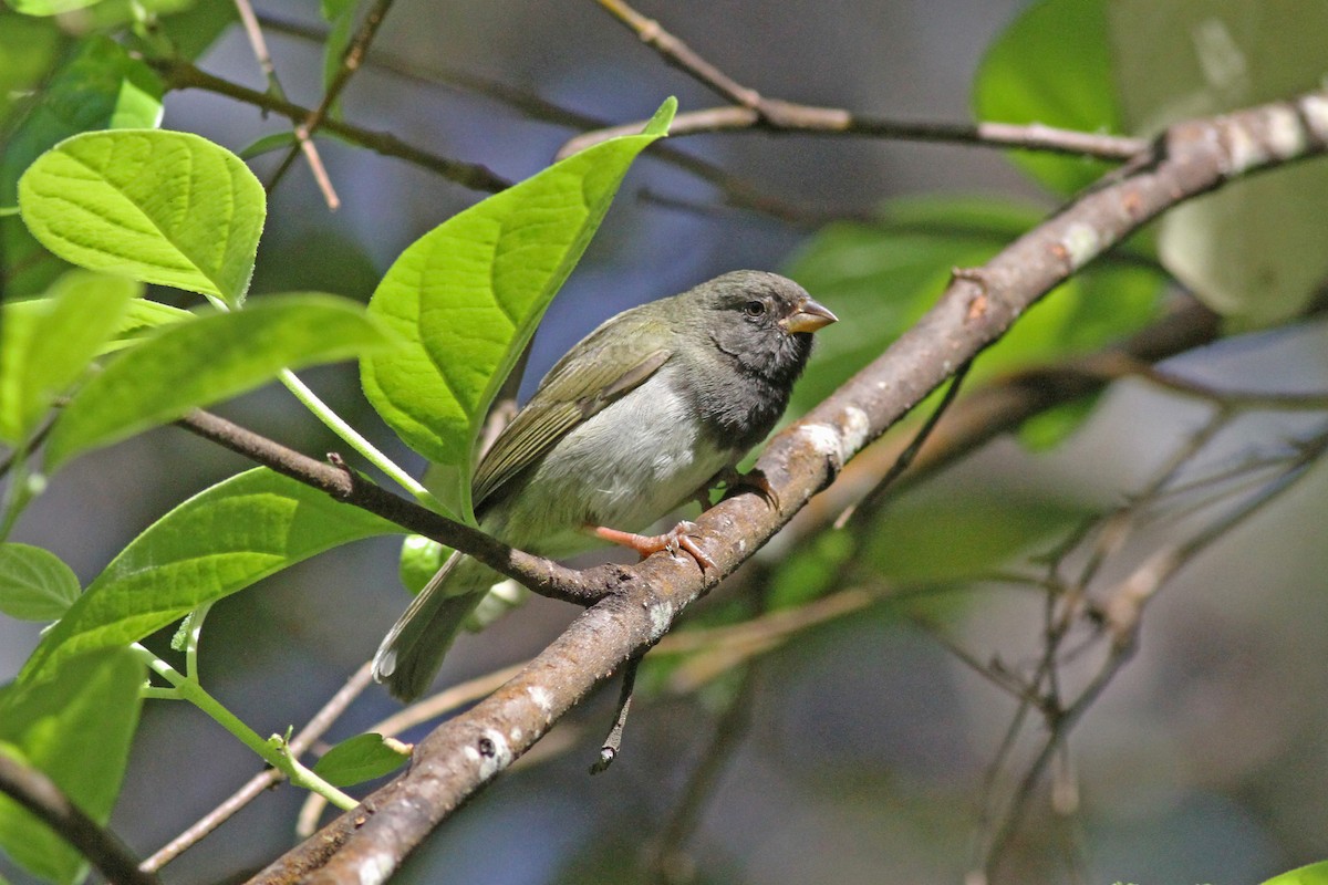 Black-faced Grassquit - ML51197601