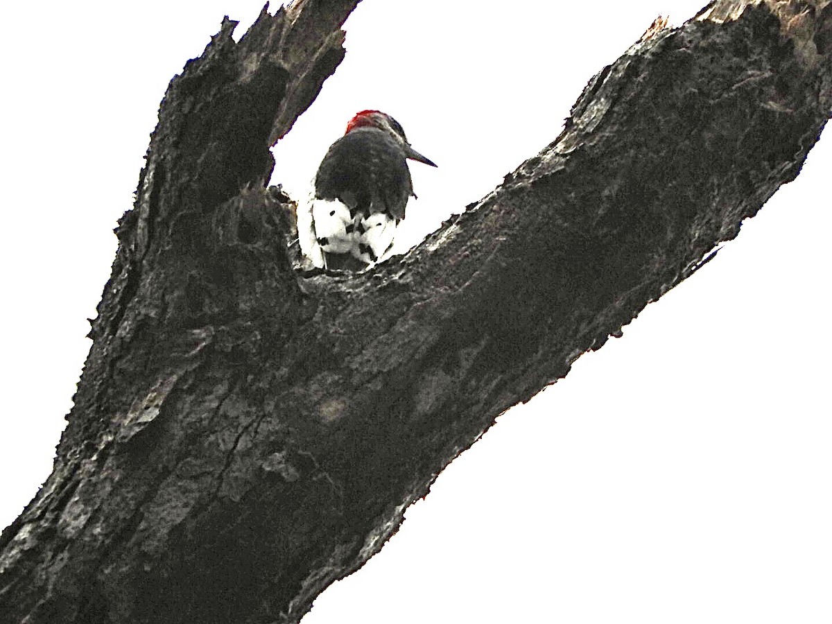 Red-headed Woodpecker - ML511976411