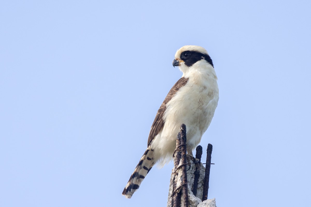 Laughing Falcon - ML511976591