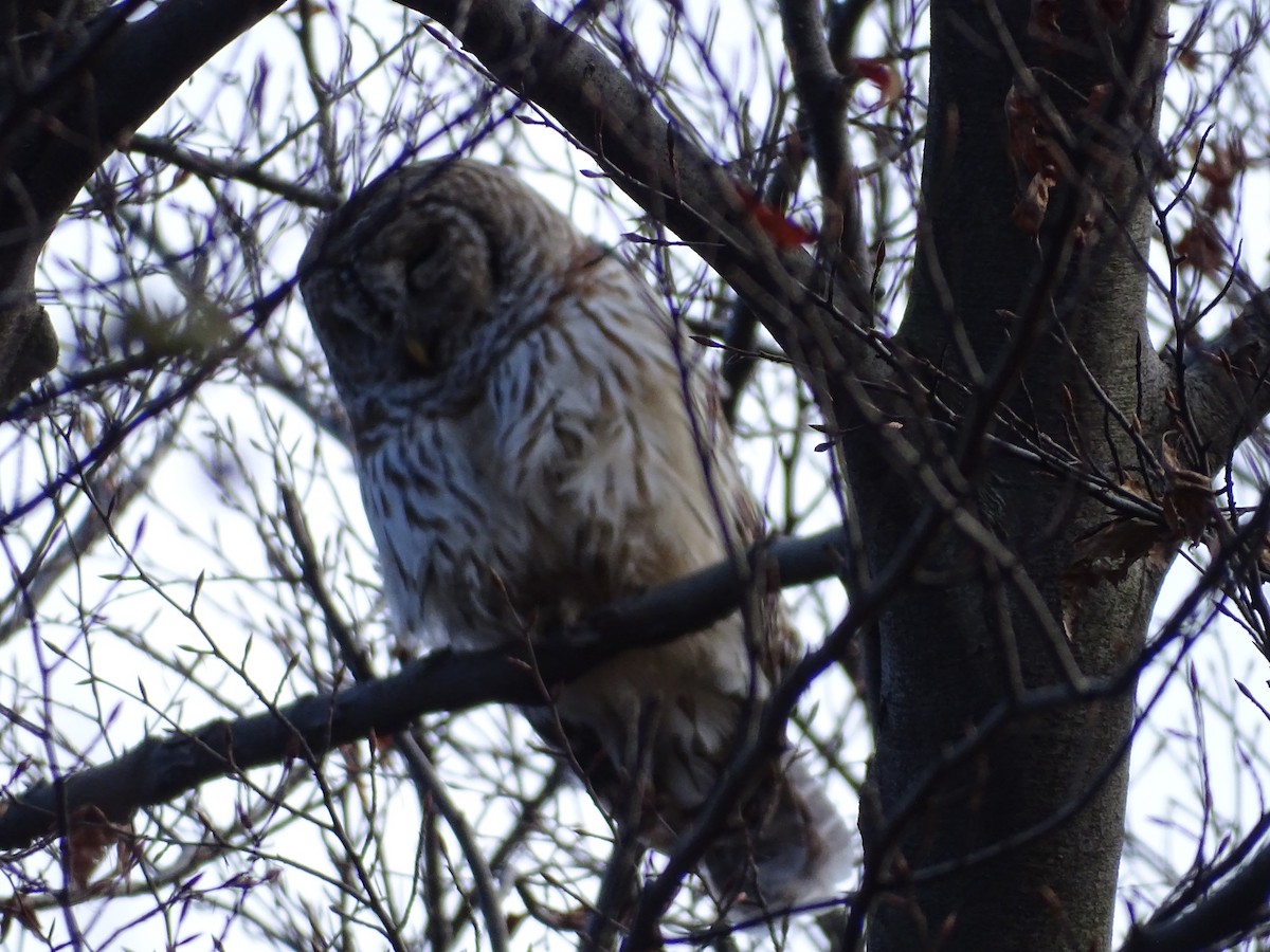 Barred Owl - ML511977151