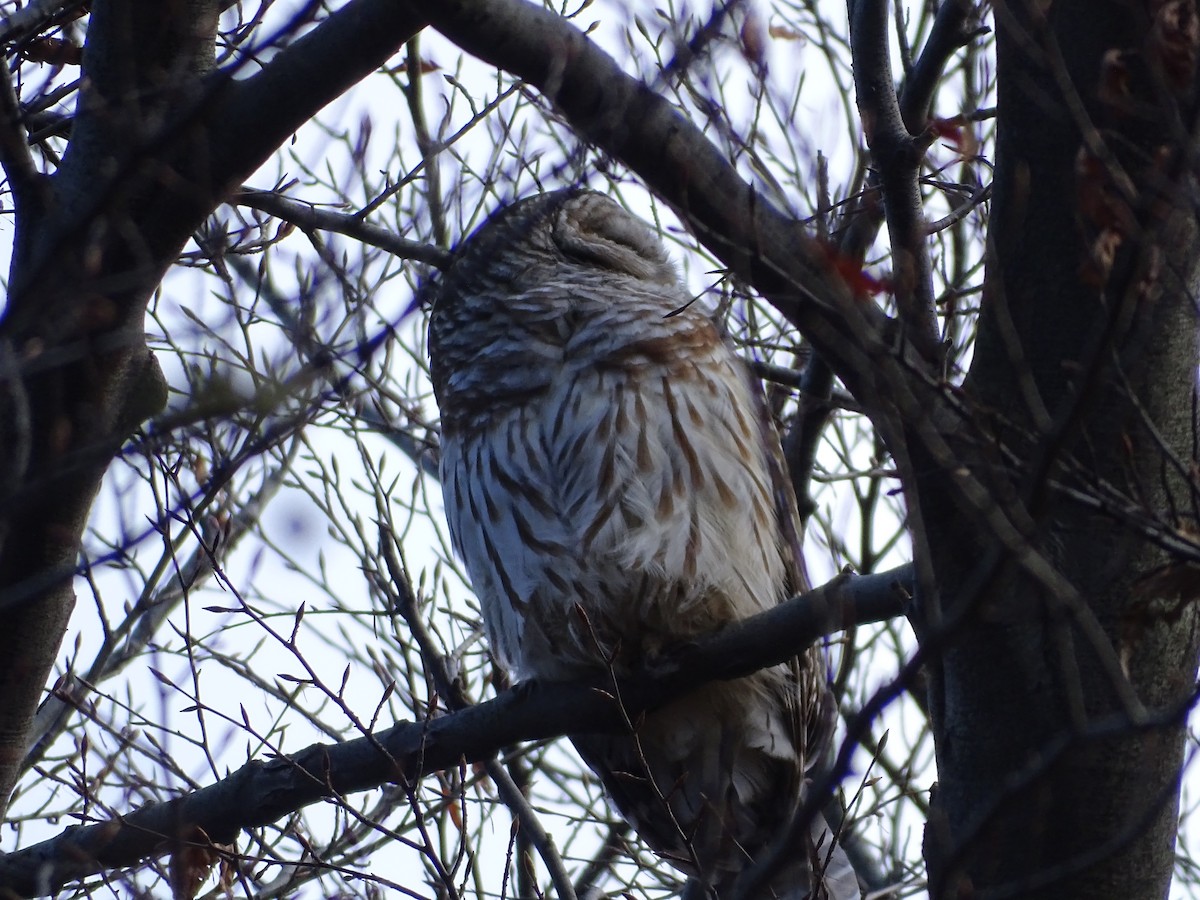 Barred Owl - ML511977161