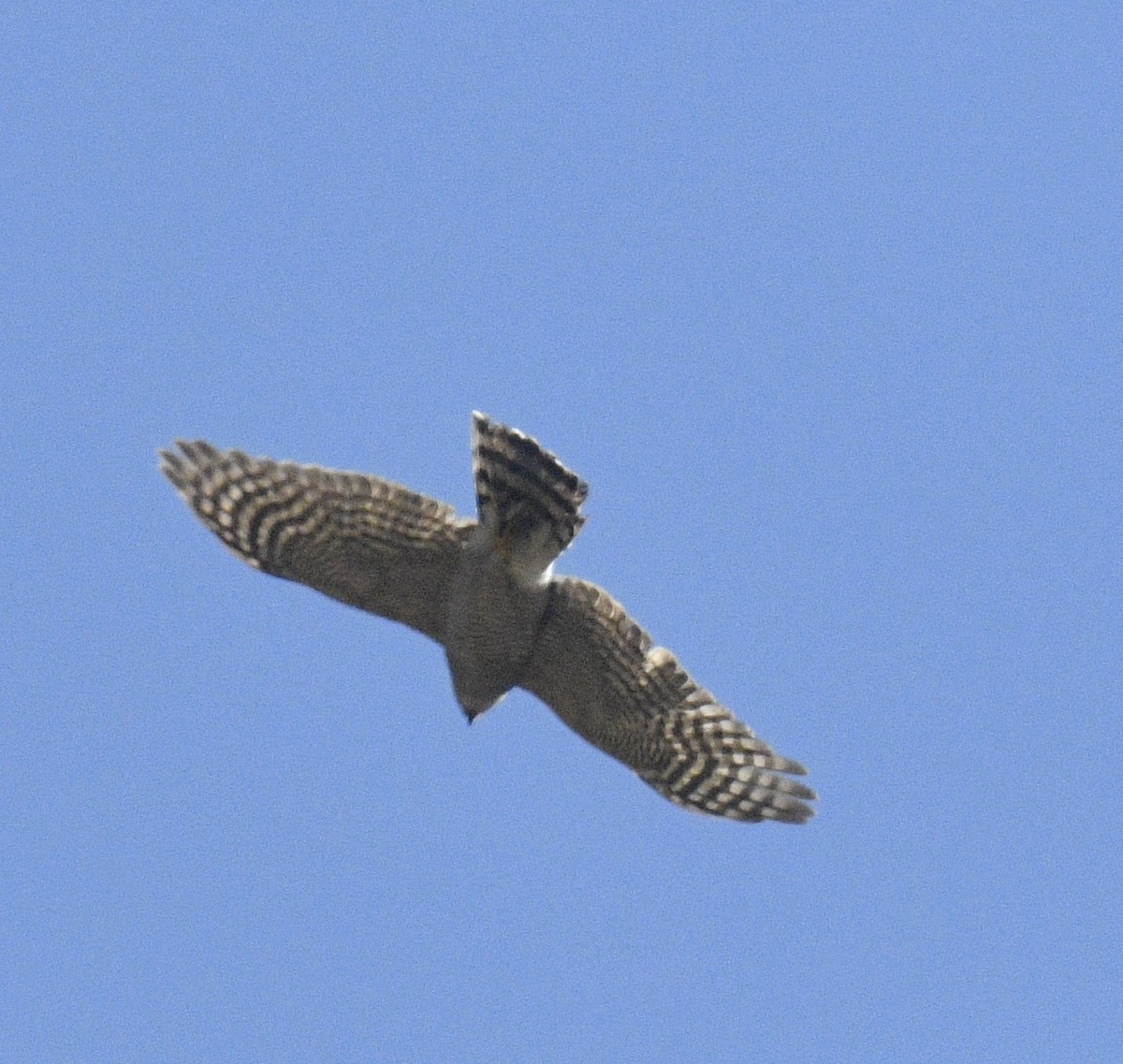 Eurasian Sparrowhawk - ML511978351