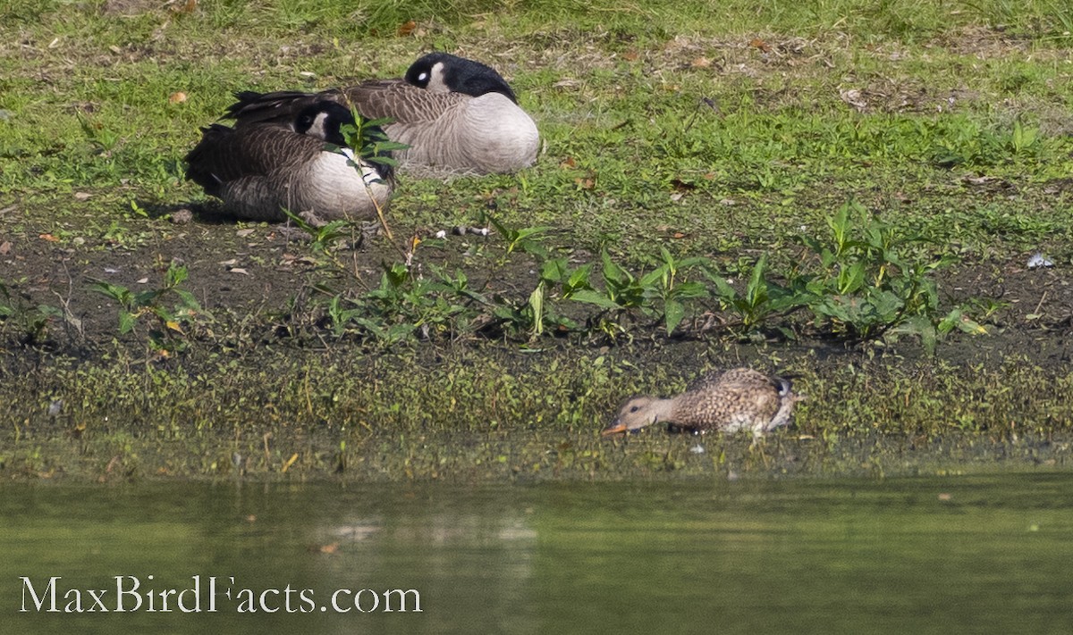 Gadwall - ML511978581