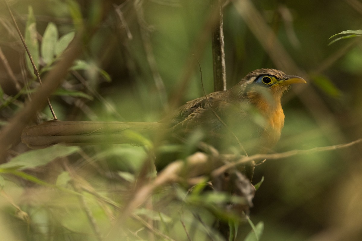 Lesser Ground-Cuckoo - ML511978611