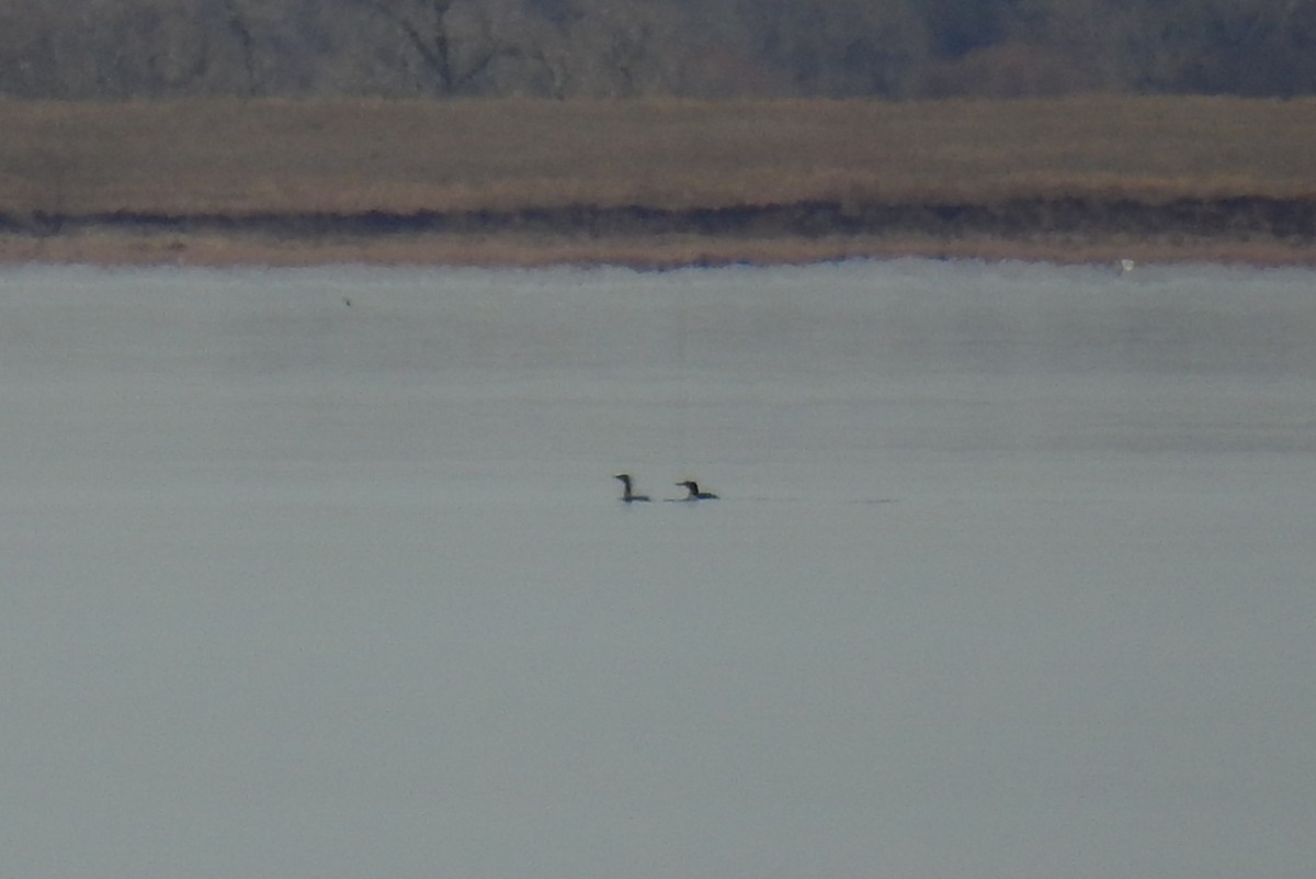 Red-throated Loon - ML511979321