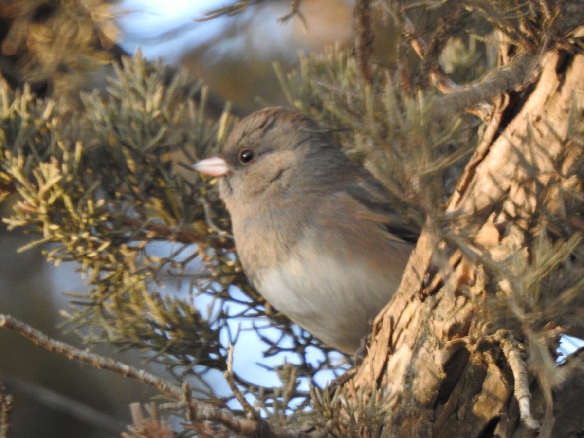 Dark-eyed Junco - ML511979851