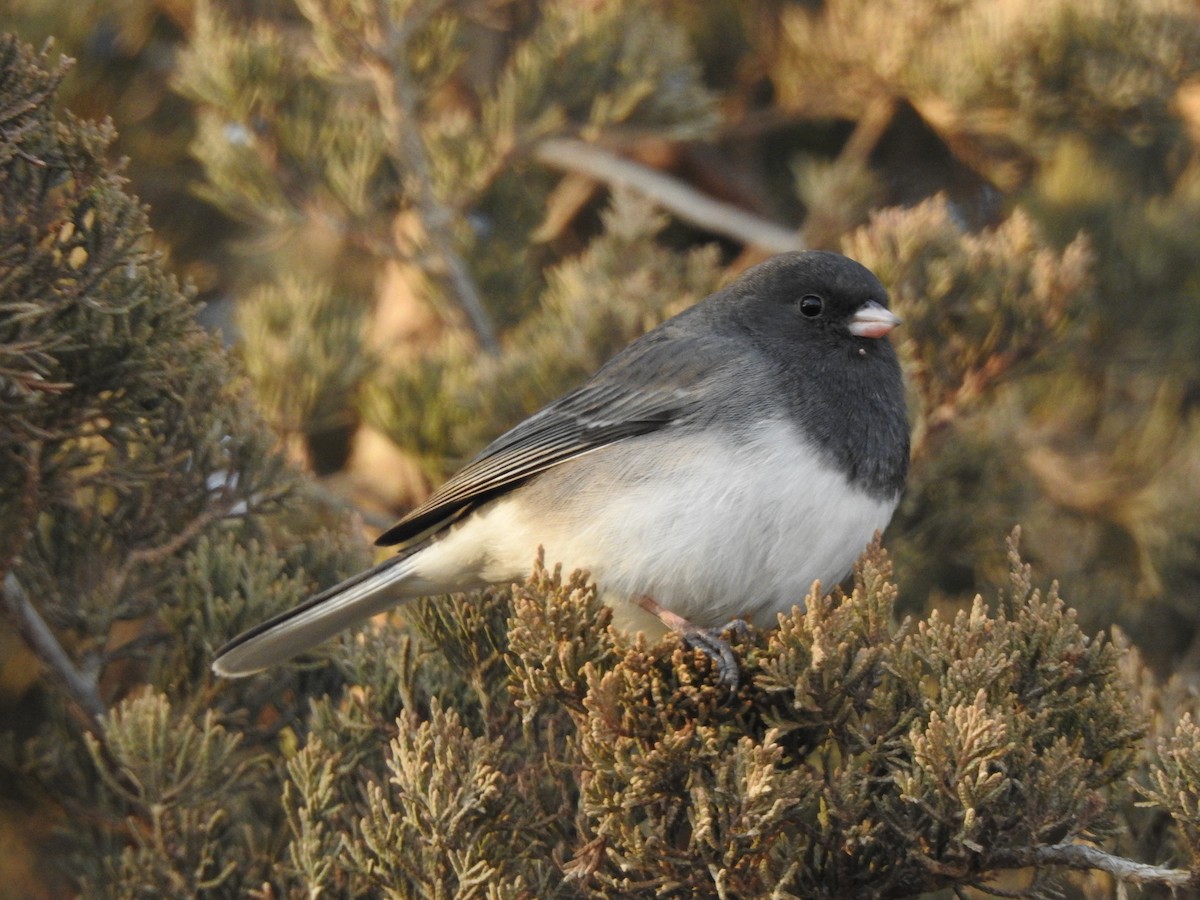 Dark-eyed Junco - ML511979881