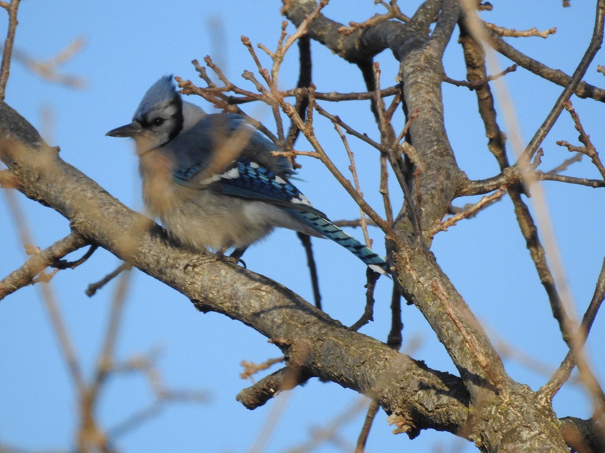 Chara Azul - ML511979971