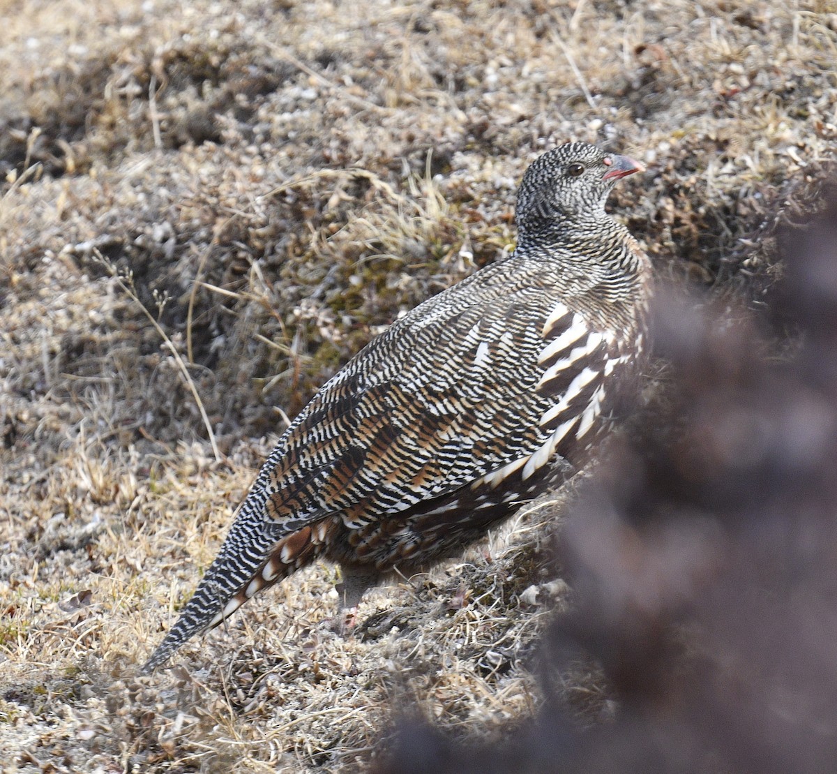 Snow Partridge - ML511981611