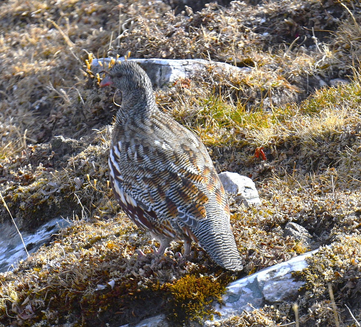 Snow Partridge - Chitra Shanker