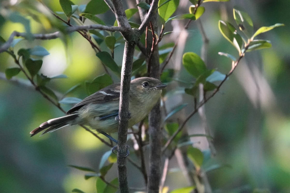 Flat-billed Vireo - ML511982971