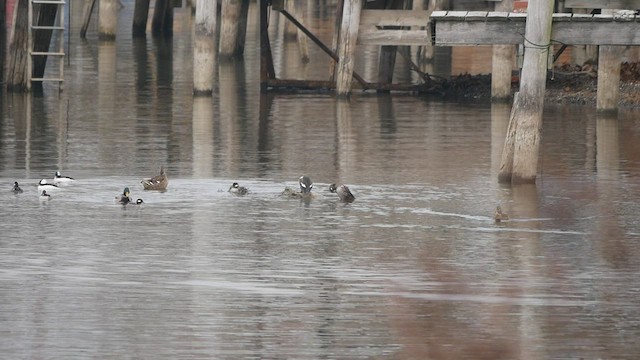 Harlequin Duck - ML511983201