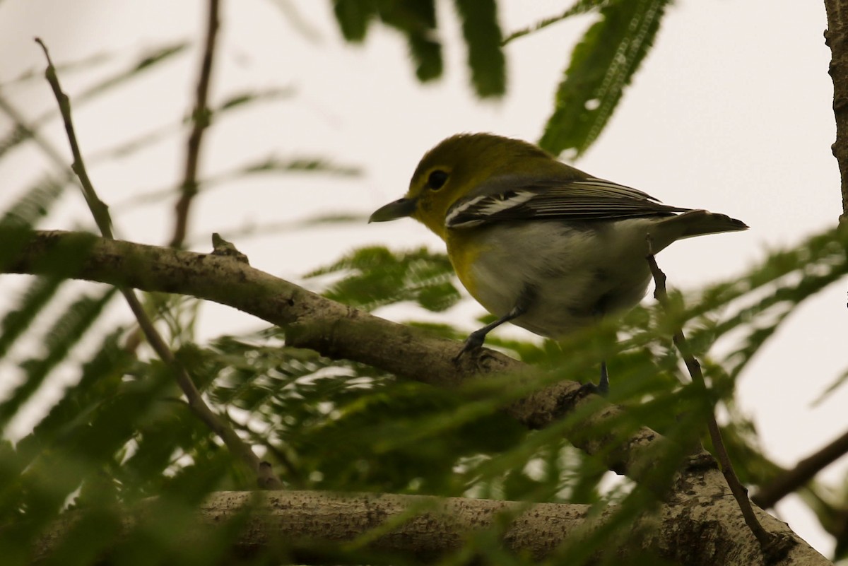 Yellow-throated Vireo - ML51198361