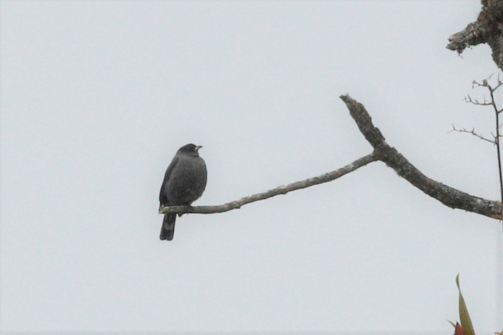 Cotinga à huppe rouge - ML511985131