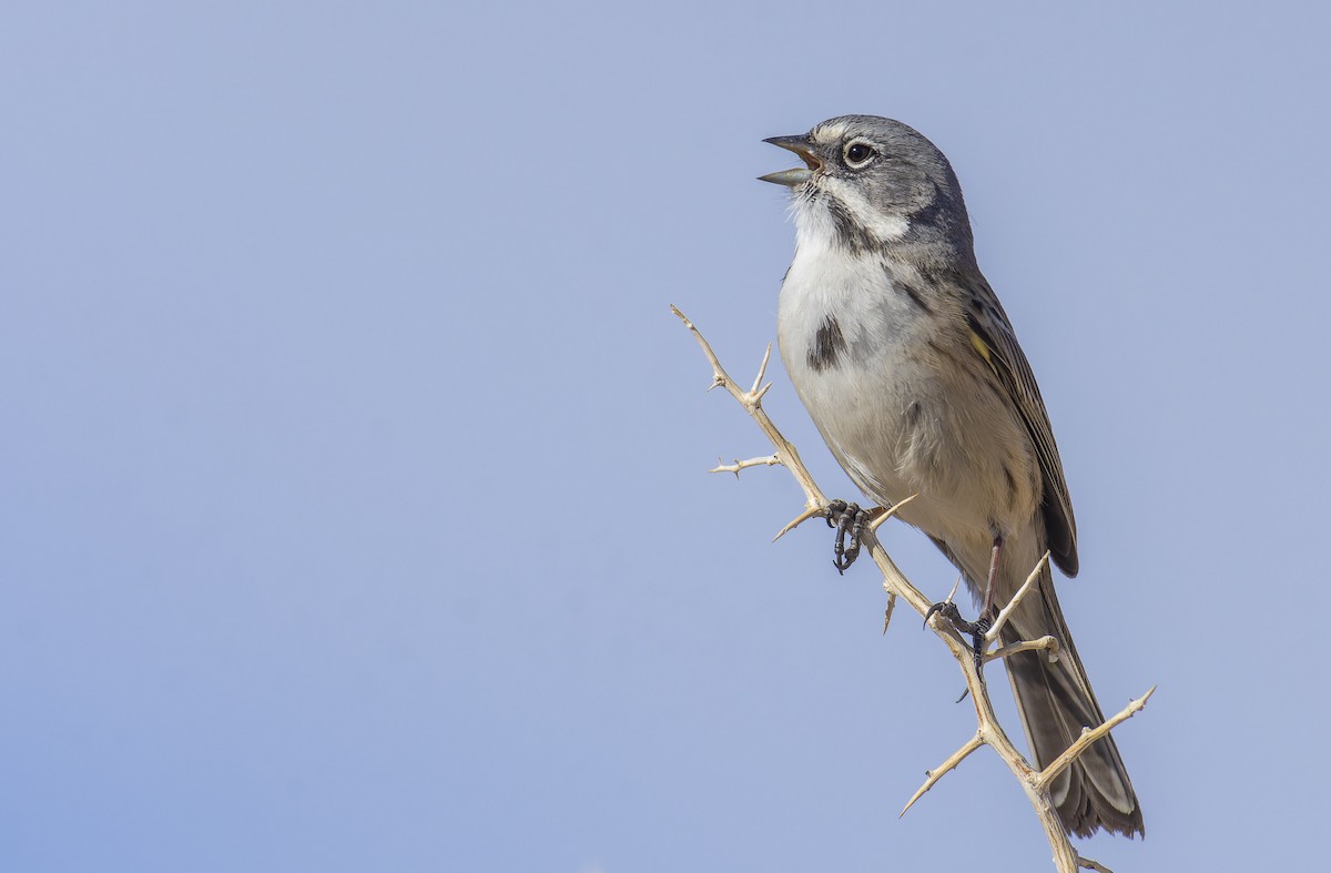 Bell's Sparrow (canescens) - Marky Mutchler