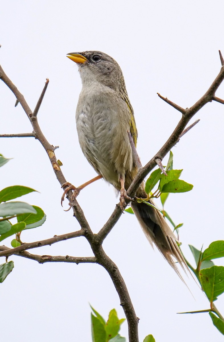 Lesser Grass-Finch - ML511986771