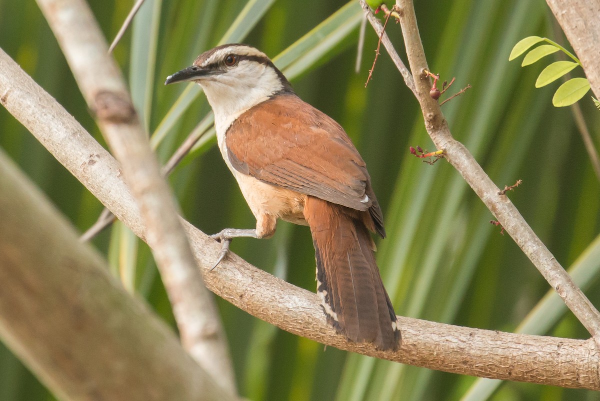 Giant Wren - ML51198691